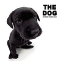 Cute dog