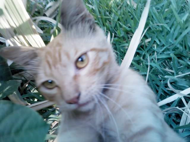 Que Raza De Gato Eres