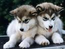 Pretty Puppies