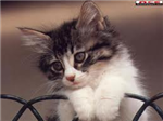 Chat ♥