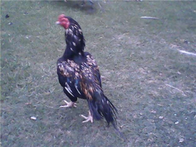 Murgha