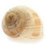 Shell Collecting!