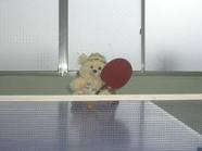 Teddy Bear Playing Table Tennis