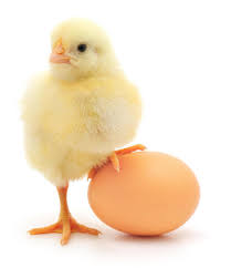 chick and egg