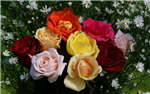 Send Flowers