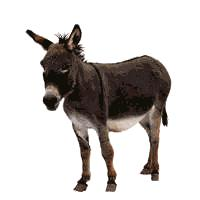 Tu Es  Bhim Ou Intelligant