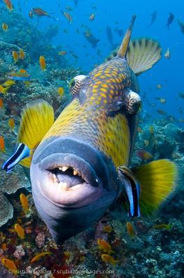 Fish Kiss