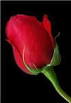 Free Gift