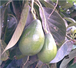 Http://Www.Yengeckardesligi.Com/