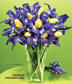 Cute Iris
