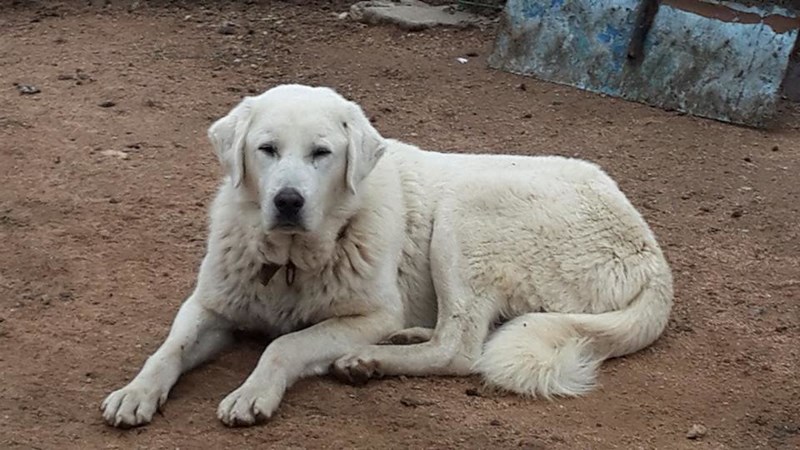 Köpek