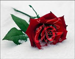 إرسال ارتفع