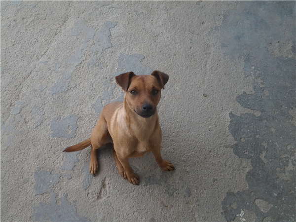 Nome Cachorrinha