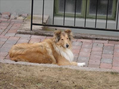 Vilken Hundras Var Du Tidigare Som Hund?