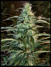 smoke me