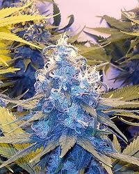 smoke me