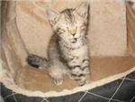 Photo De Chat