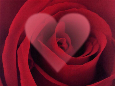 Red Rose & hr8