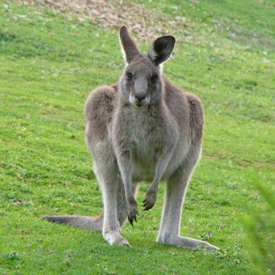 kangaroos