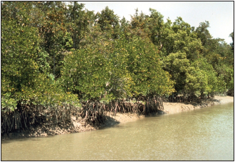 Sundarbans