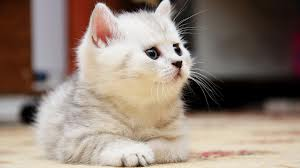 kitten