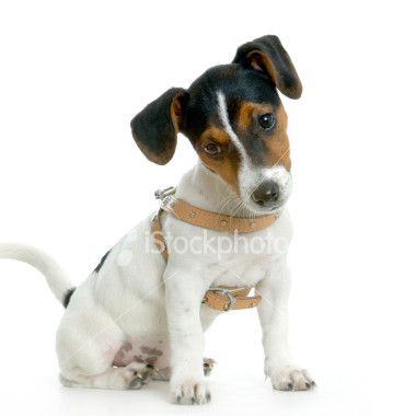 Hangi Köpek Irkısın