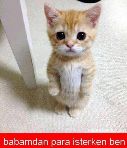 Ne Kadar Şirinsin?