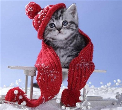 gatto