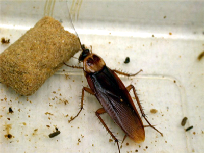 cockroach