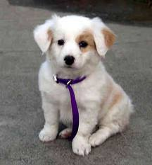 köpek