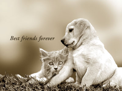 Friends Forever 