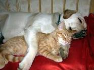 Dog And Cat