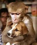Monkey And Dogs
