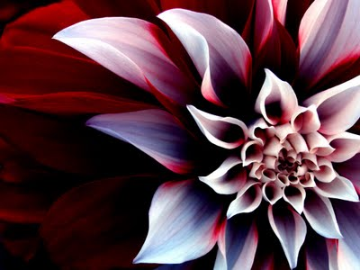 beautiful anygmatic