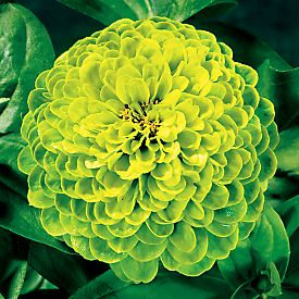 flower 1