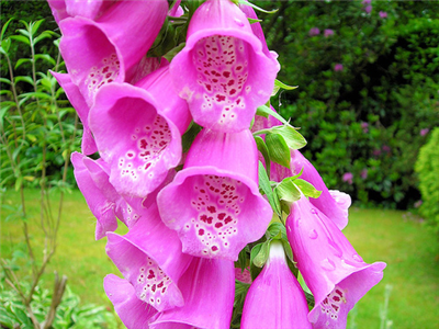 flower pink