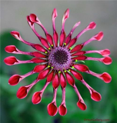 beautiful flower