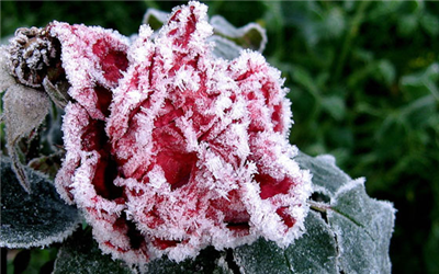 flower ice