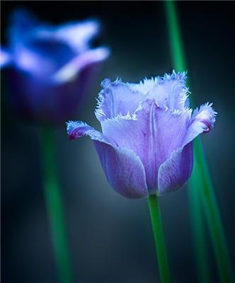 blue flower