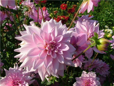 flowers