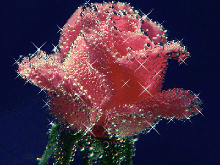 beautiful rose