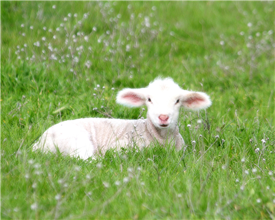 Easter Lamb.
