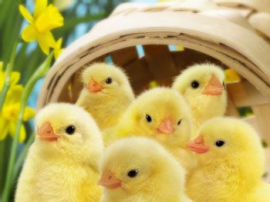 Easter chicks