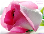 朋友送花...Send Flowers