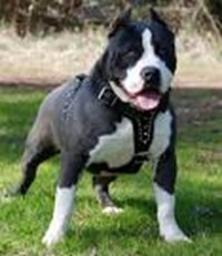 Hangi Cins Köpek Seversin?