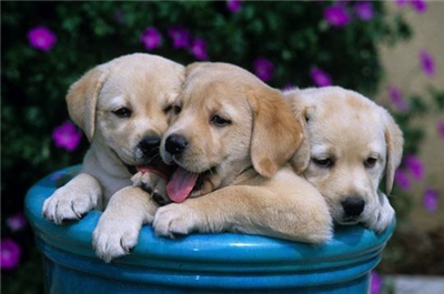 chien (labrador)