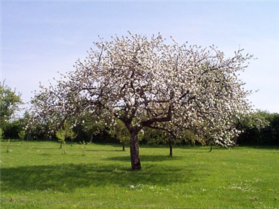 geant pommier en bronze