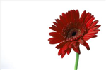 Send A Flower