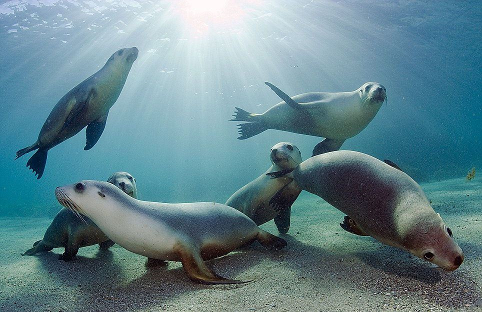 ¿Qué Tipo De Foca Eres?