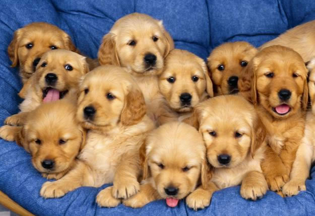 Köpekler